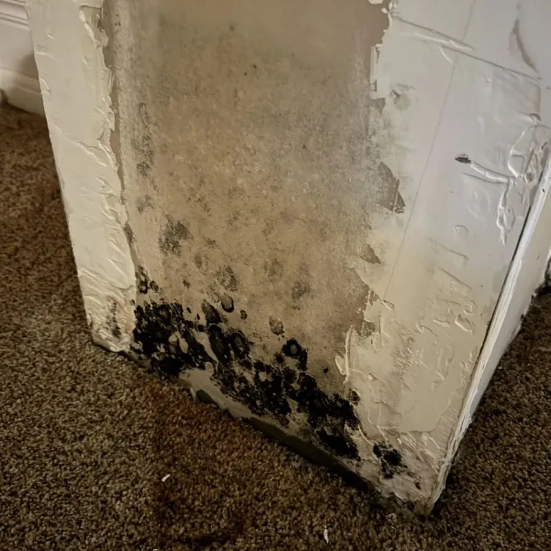 Professional Mold Removal in Crow Agency, MT